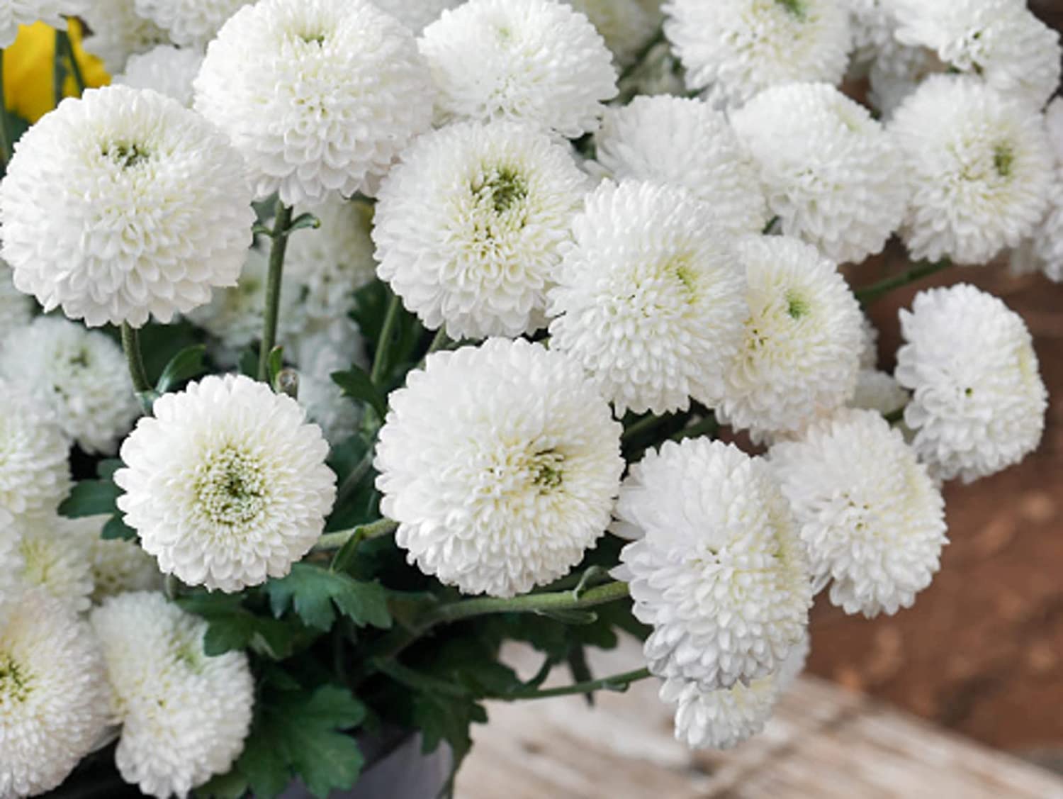 Not Your Ordinary White Flowers - FineGardening
