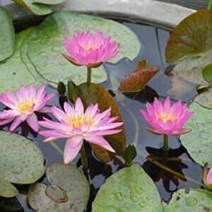 Water Lily Blue- Flowering Plants